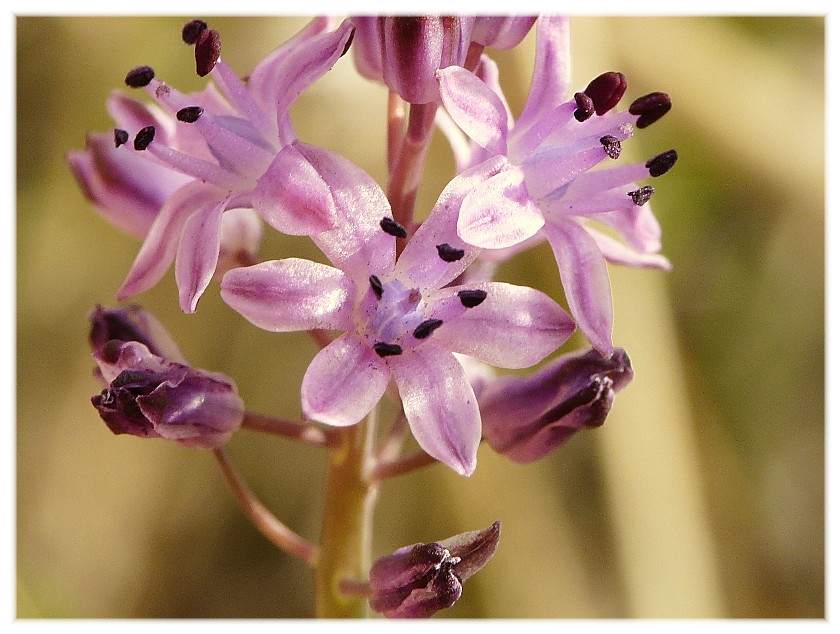 Prospero autumnale (Asparagaceae)